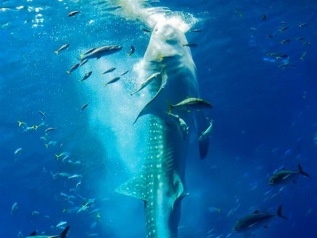水中生物的邂逅～美麗海水族館