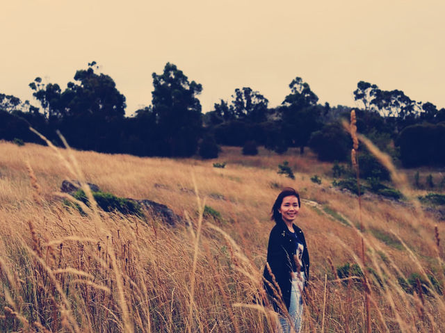4-Day Tasmania Itinerary: Mountains, Wildlife & Lavender Fields 💜
