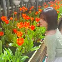 제주도 봄 여행 유채꽃 명소 <보롬왓> 🌼