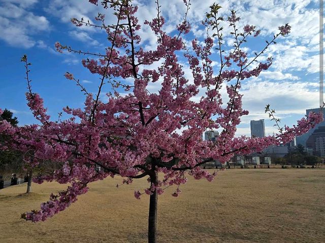 Shiba Park (芝公園)