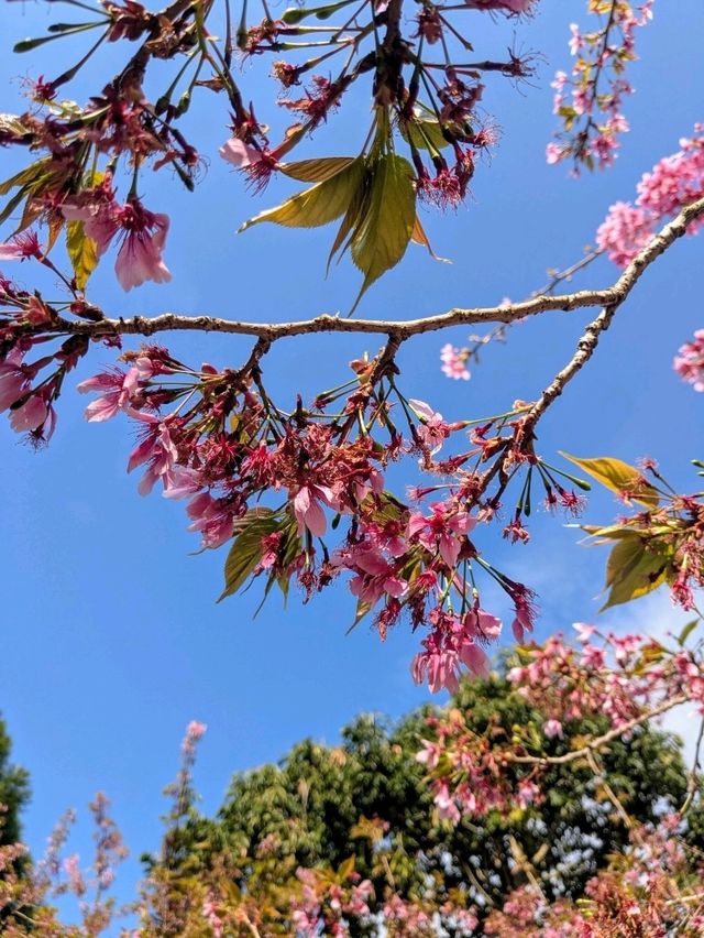 阿里山-頂湖自然生態園區，櫻王櫻后接力綻開！