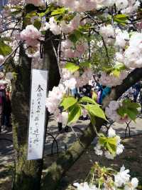 大阪賞櫻，千萬不要錯過🌸造幣局🌸