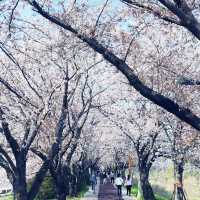 🌸 **釜山三樂生態公園櫻花觀賞分享** 🌸