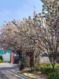 Cherry Blossom Trip to Heze 🌸