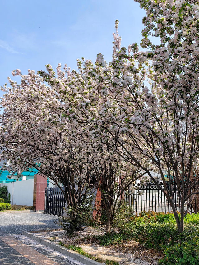 Cherry Blossom Trip to Heze 🌸