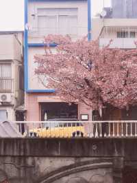 Chasing Sakura at Atami Streets