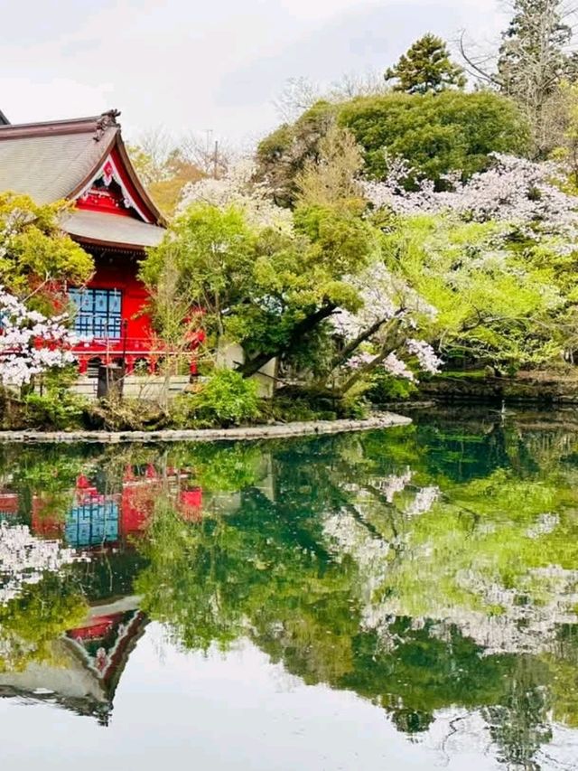 踩天鵝船賞櫻！快來井之頭恩賜公園，感受春櫻花海。