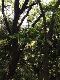 【鎌倉アルプス:北鎌倉・山之内・今泉の秘境から二階堂まで。散在ヶ池公園・陰陽滝・天園ハイキングコース 】