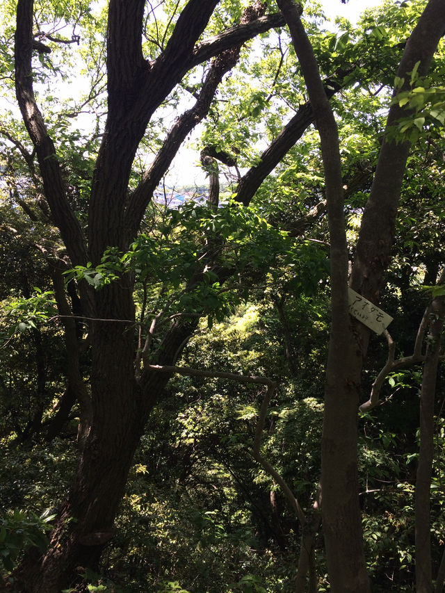 【鎌倉アルプス:北鎌倉・山之内・今泉の秘境から二階堂まで。散在ヶ池公園・陰陽滝・天園ハイキングコース 】