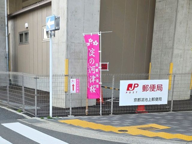 🌸淀の河津樱🌸吹雪黄昏美景