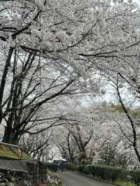 日本香川縣-賞櫻秘境「伊勢朝日山本宮」美到仙境