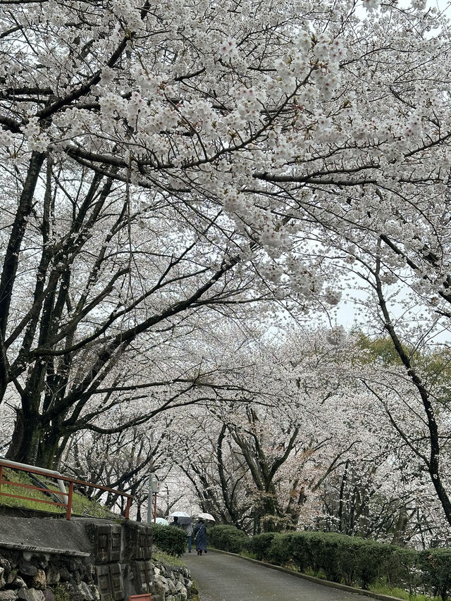日本香川縣-賞櫻秘境「伊勢朝日山本宮」美到仙境