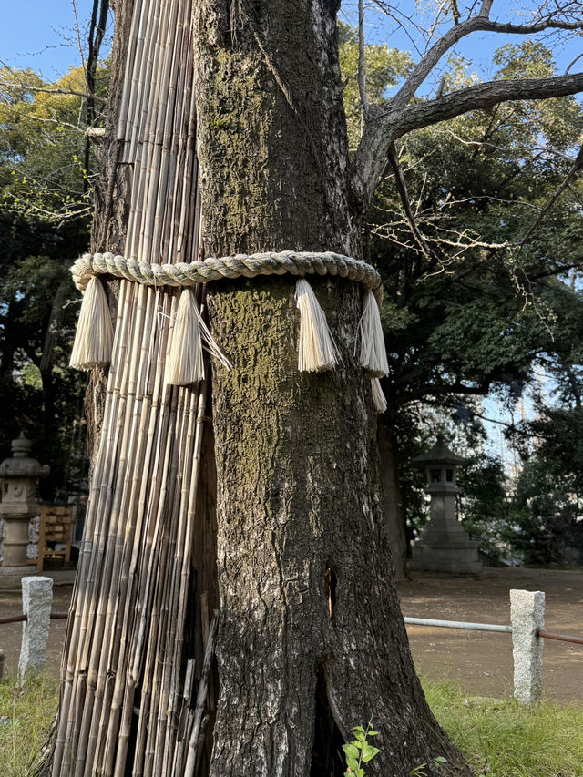 Spring at Akasaka Hikawa Shrine🌸