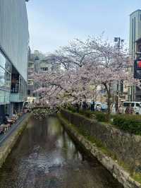 【夙川河川敷緑地｜桜の名所100選に選ばれた、春だけの絶景さんぽ道🌸】