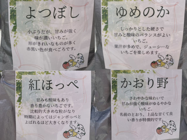 潜入"空飛ぶいちご"体験