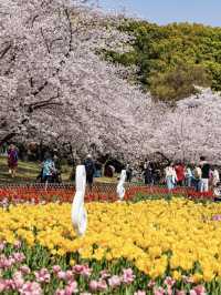 Lost for words at the beauty of cherry blossoms in Suzhou’s Shangfang Mountain!