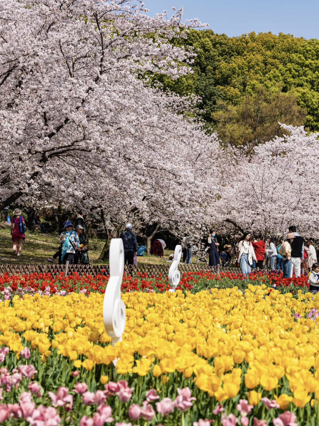Lost for words at the beauty of cherry blossoms in Suzhou’s Shangfang Mountain!