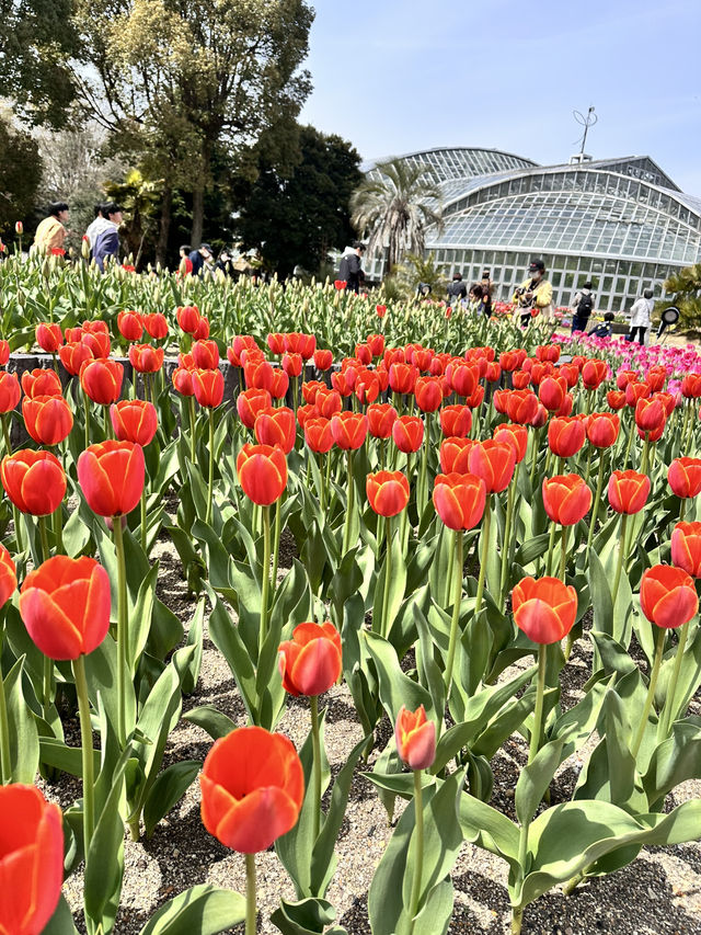 【京都】綺麗なお花に癒される子どもも嬉しいピクニックスポット