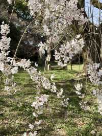 Spring Outing to Iwayaji Temple – A Hidden Kyoto Sanctuary