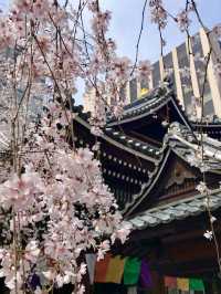 The Stunning Weeping Cherry Blossoms of Rokkakudo Chohoji