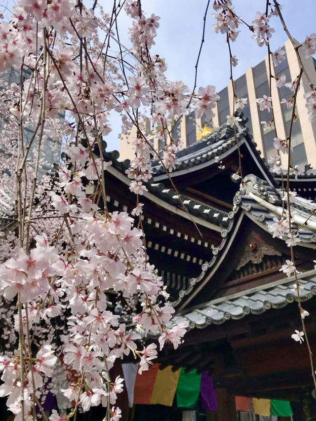 The Stunning Weeping Cherry Blossoms of Rokkakudo Chohoji