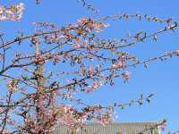 Asakusa Temple หรือ Sensoji Temple
