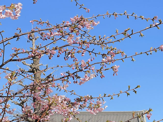 Asakusa Temple หรือ Sensoji Temple