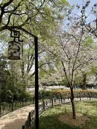 The Art of Hanfu and Cherry Blossoms: A Photographer’s Dream in Zhengzhou People’s Park