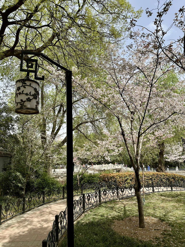 The Art of Hanfu and Cherry Blossoms: A Photographer’s Dream in Zhengzhou People’s Park
