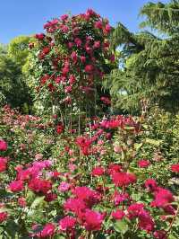 Spring Blooms at the Kyoto Botanical Gardens Rose Garden
