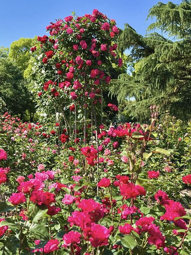 Spring Blooms at the Kyoto Botanical Gardens Rose Garden
