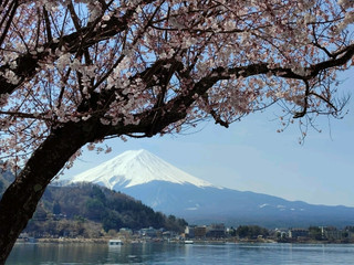 富士山周辺の桜の名所をお見逃しなく！