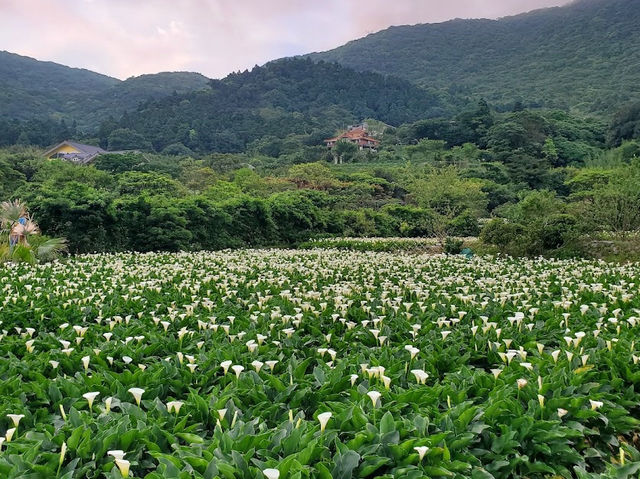 竹子湖海芋季｜小瀑布海芋園的浪漫採花時光