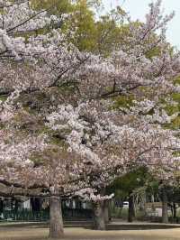 東京景點｜隅田公園 