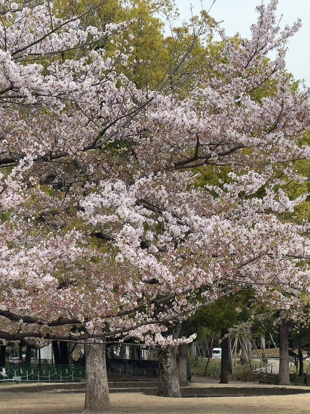 東京景點｜隅田公園 