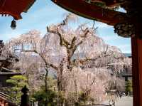 Blossoms in Stillness: Springtime at Minobusan Kuonji