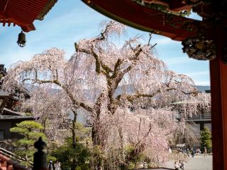Blossoms in Stillness: Springtime at Minobusan Kuonji