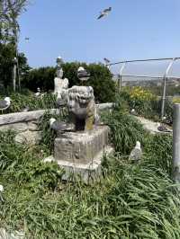 【青森×蕪島神社】ウミネコ3万から4万羽 空から運が降ってくる神社