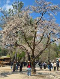 Chasing Cherry Blossoms: The Magic of Nami Island