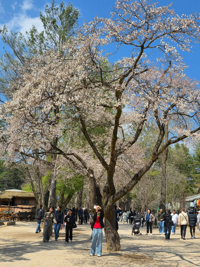 Chasing Cherry Blossoms: The Magic of Nami Island