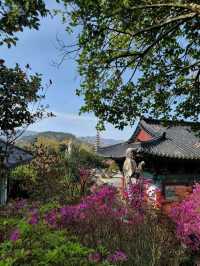 서부해당화와 철쭉이 환상적인 남미륵사🩷