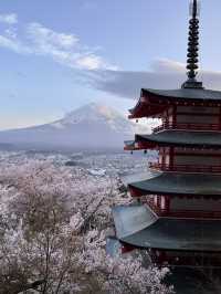 mountaim fuji with cherry blossom season 