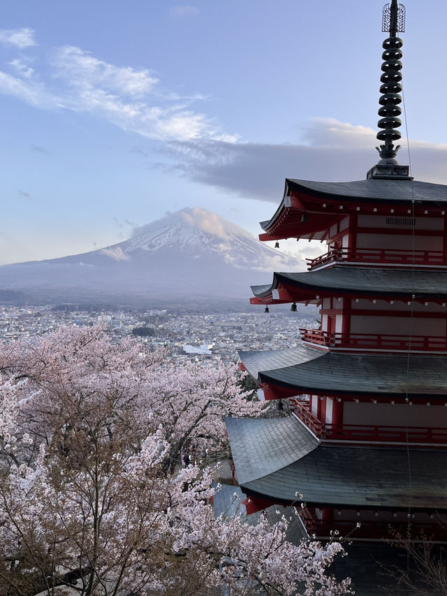 mountaim fuji with cherry blossom season 