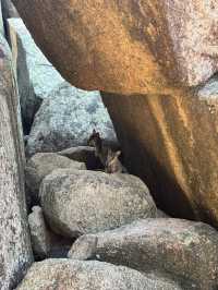 野生のワラビーに遭遇できる【Rock Wallabies】🦘❤️