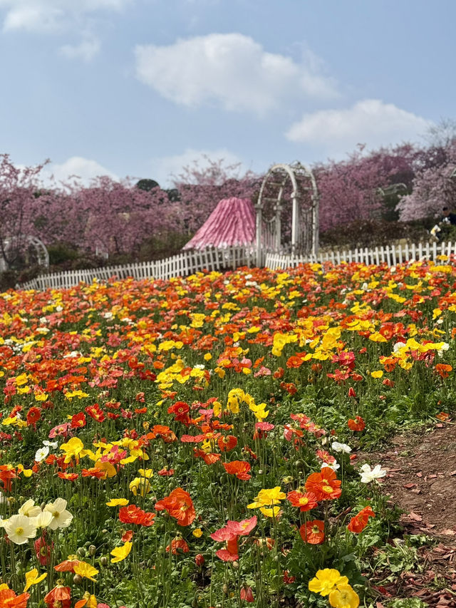 🌸🌻 Blooming Dreams in Chengdu: Discover Manhua Sea of Flowers This April 🌺🌸