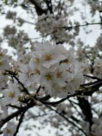 Liangzhu Arts & Culture Center Cherry Blossoms – Where Modern Art Meets Sakura Serenity