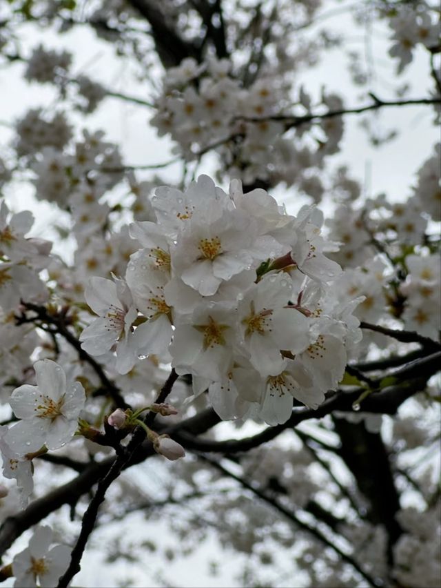 Liangzhu Arts & Culture Center Cherry Blossoms – Where Modern Art Meets Sakura Serenity