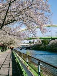 荒子川公園-綿延不斷的櫻花樹，形成了一條壯觀的櫻花道