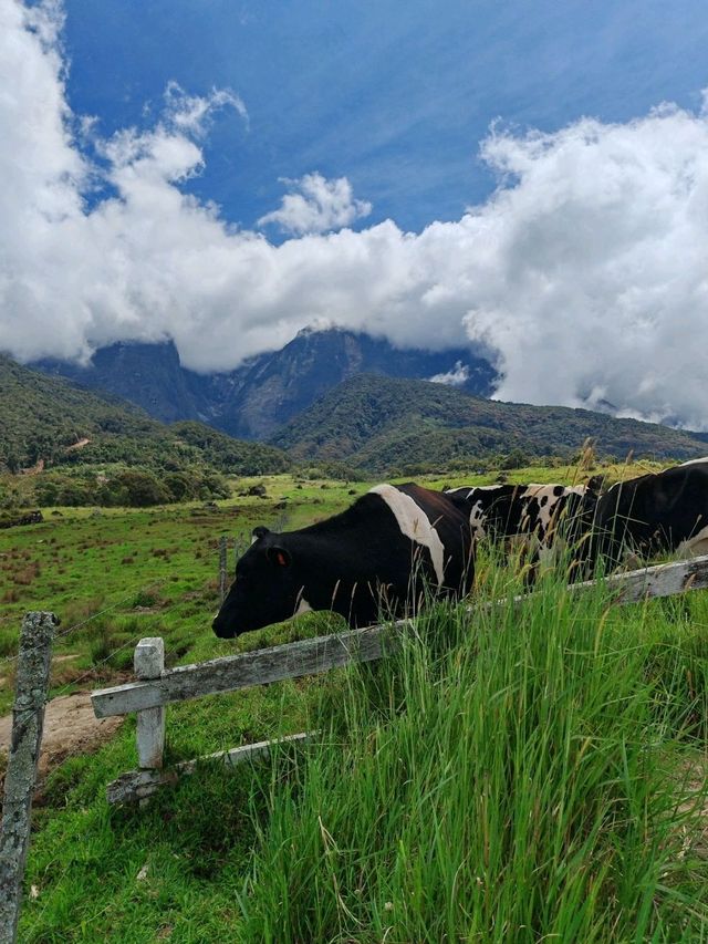 Celebrating earth day in Kundasang
