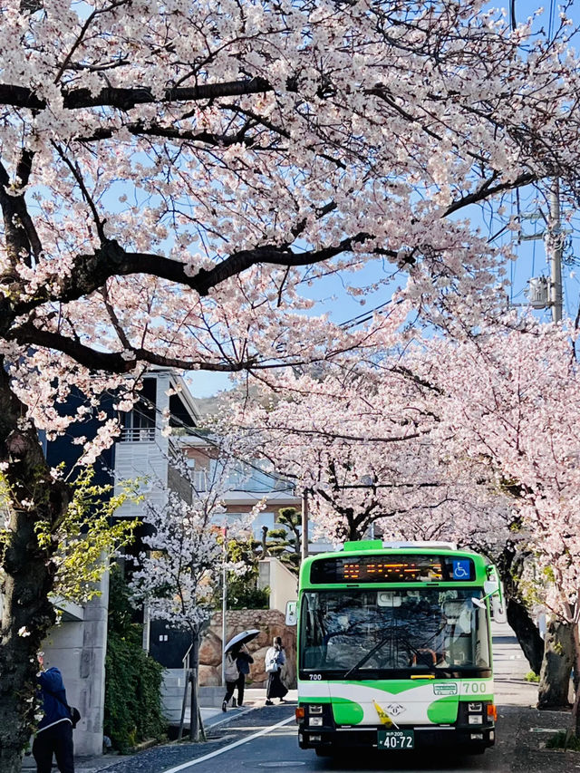 Kobe's Cherry Blossoms Are In Full Bloom! 🌸 8 Lesser-Known Cherry Blossom Spots with Maps + Routes